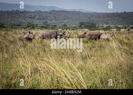 Blick auf eine Herde weißer Nashörner, die das Kalb schützen und in den Savannen des Nairobi National Park in der Nähe von Nairobi, Kenia, grasen Stockfoto