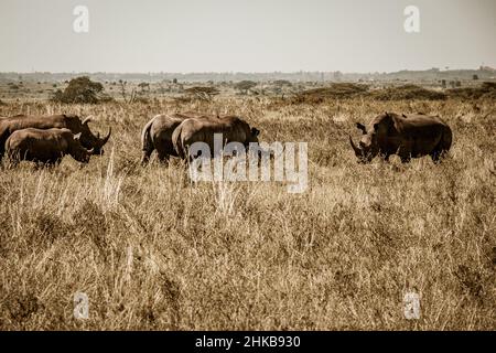 Blick auf eine Herde weißer Nashörner, die das Kalb schützen und in den Savannen des Nairobi National Park in der Nähe von Nairobi, Kenia, grasen Stockfoto