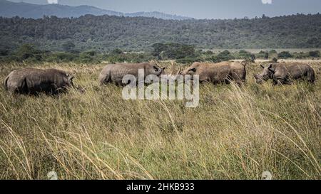 Blick auf eine Herde weißer Nashörner, die in den Savannen des Nairobi National Park in der Nähe von Nairobi, Kenia, grasen Stockfoto