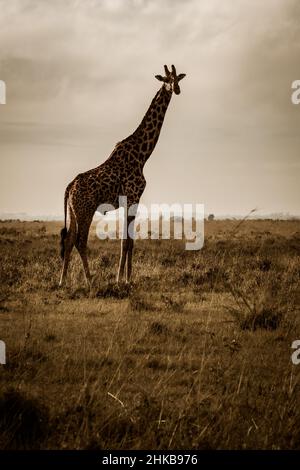 Atemberaubende Morgenansicht einer Masai-Giraffe, die majestätisch in der Savanne des Nairobi National Park in der Nähe von Nairobi, Kenia, steht Stockfoto