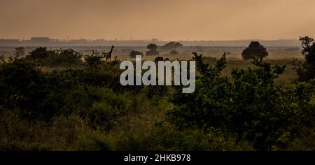 Atemberaubende Aussicht am frühen Morgen auf eine Giraffe, die majestätisch in der Savanne des Nairobi National Park, Kenia, neben zwei weidenden weißen Nashörnern steht Stockfoto