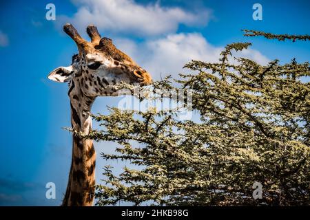 Nahaufnahme einer Masai-Giraffe, die von einer pfeifenden Dornakazie in der Savanne des Nairobi-Nationalparks bei Nairobi, Kenia, frisst Stockfoto