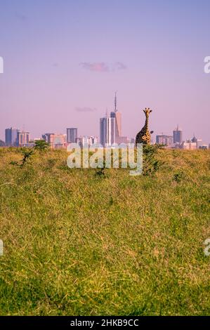 Wunderschöne Aussicht auf eine Masai-Giraffe, die in den Savannen vor der Skyline von Nairobi, Nairobi National Park, Kenia, steht Stockfoto