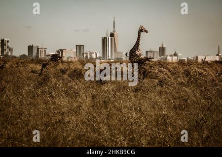 Wunderschöne Aussicht auf eine Masai-Giraffe, die in den Savannen vor der Skyline von Nairobi, Nairobi National Park, Kenia, steht Stockfoto