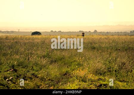 Szenische Abendansicht bei Sonnenuntergang eines einzelnen männlichen Löwen, der in den Savannen des Nairobi National Park nahe Nairobi, Kenia, aufsteht Stockfoto