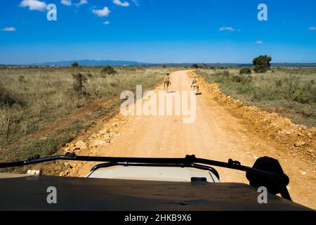 Zwei schwer bewaffnete Park-Ranger patrouillieren auf den Feldwegen im Nairobi National Park, Kenia, um die lokale Tierwelt vor Wilderern zu schützen Stockfoto