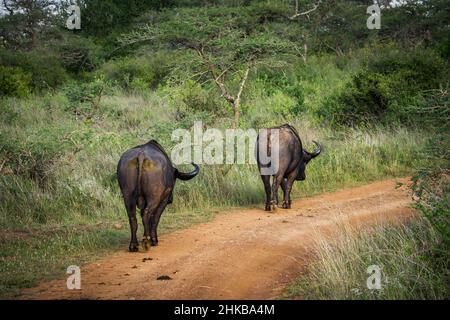 Blick auf zwei Büffelbullen, die auf einer unbefestigten Straße in den Wald des Nairobi National Park in der Nähe von Nairobi, Kenia, traben Stockfoto