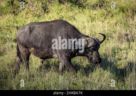 Nahaufnahme eines vorbeiziehenden afrikanischen Büffels in der Savanne des Nairobi National Park, in der Nähe von Nairobi, Kenia Stockfoto