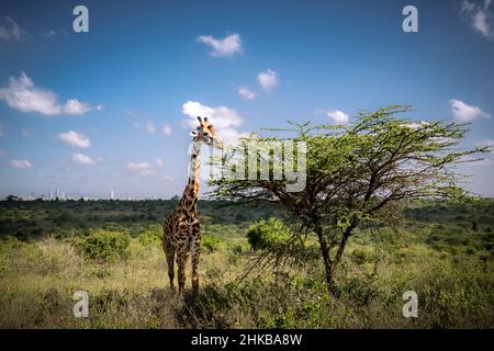 Blick auf eine Masai-Giraffe, die von einer pfeifenden Dornakazie in der Savanne des Nairobi National Park in der Nähe von Nairobi, Kenia, isst Stockfoto