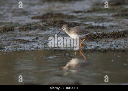 Gefleckte Rotschenkel (Tringa erythropus), die im frühen Morgenlicht entlang eines Baches im Wattenmeer fortschüss. Stockfoto