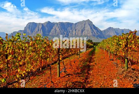 Weinberge mit Helderberg im Hintergrund , Stellenbosch , Südafrika Stockfoto