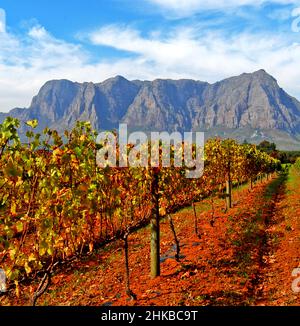 Weinberge mit Helderberg im Hintergrund , Stellenbosch , Südafrika Stockfoto