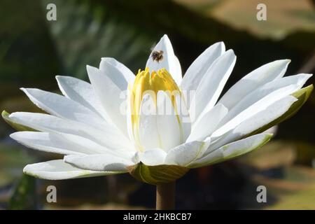 Fliegen auf einer weißen, blühenden Wasserlilie (Nymphaea-Art), die in einem Teich in der Nähe von Kuntaur wächst. Kuntaur, Republik Gambia, Stockfoto