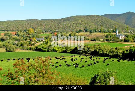 Strauße auf der Weide, in der Nähe von Oudtshoorn, Little Karoo, Western Cape, Südafrika Stockfoto