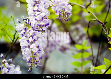 Lila Wisteria, ein kletterender Zierstrauch mit hellen bläulichen Fliederblumen. Die Blumen duften wunderbar, mit süßen und moschussigen Düften. Stockfoto