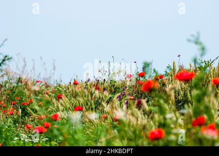Mohnblumen. Poppy ist eine krautige Pflanze mit auffälligen Blüten, milchigem saft und abgerundeten Samenkapseln. Stockfoto