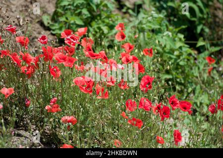 Mohnblumen. Poppy ist eine krautige Pflanze mit auffälligen Blüten, milchigem saft und abgerundeten Samenkapseln. Stockfoto