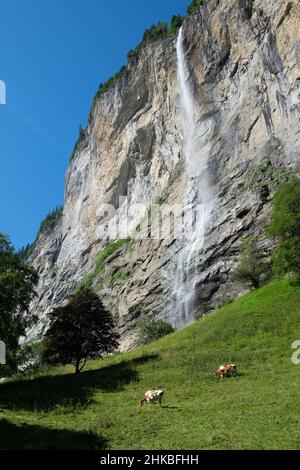 Kühe vor den Staubbachfällen, Lauterbrunnen, Schweiz Stockfoto