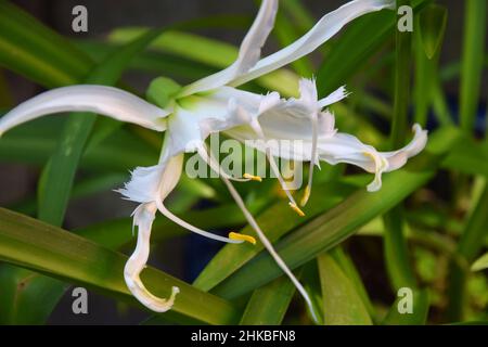 Weiße nerine Blume Stockfoto