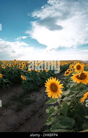 Gelbe Sonnenblumen am Abend gegen den blauen Himmel und Sonnenuntergang Stockfoto