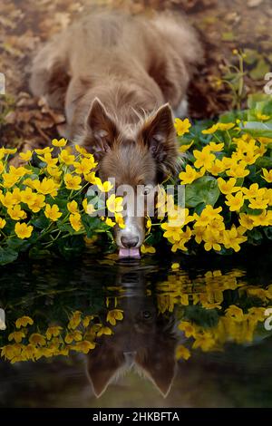 Porträt eines schönen Border Collie in gelben Blüten. Stockfoto