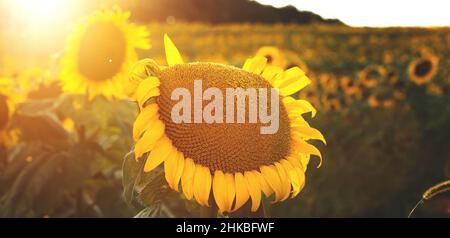 Gelbe Sonnenblumen am Abend gegen den blauen Himmel und Sonnenuntergang Stockfoto
