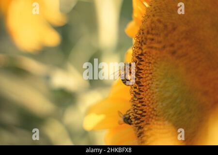 Eine Biene auf einer Sonnenblume Nahaufnahme. Eine Biene sammelt Staub von einer Blume Stockfoto