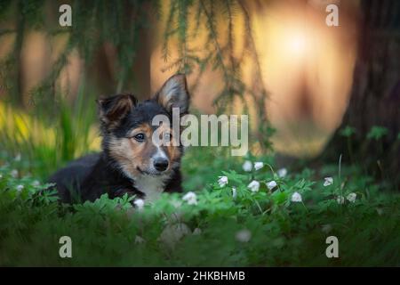 Porträt eines schönen Border Collie in Frühlingsblumen. Stockfoto