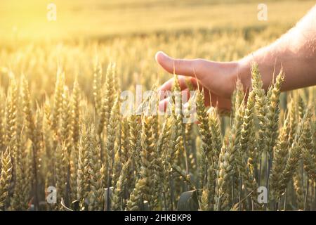 Hand eines Bauern berühren reifenden Weizen Ohren im Frühsommer. Stockfoto