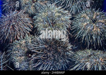 Lebende Seeigel (Mesocentrotus franciscanus) auf dem Fischmarkt in Australien Stockfoto