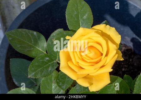 Solaire Rose Flower Stockfoto