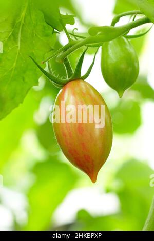 Solanum lycopersicum. „Artisan Pink Tiger“-Tomate mit spitzen Pflaumen, eine amerikanische Rebsorte, die in Großbritannien wächst. Stockfoto