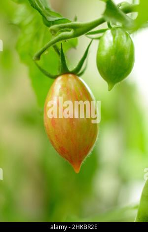 Solanum lycopersicum. „Artisan Pink Tiger“-Tomate mit spitzen Pflaumen, eine amerikanische Rebsorte, die in Großbritannien wächst. Stockfoto