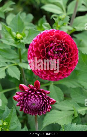 Dahlia 'Amy Cave', kleine Kugel dunkelviolett-rote Dahlia Blume.UK Stockfoto
