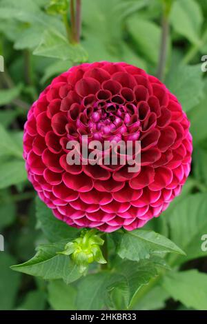 Dahlia 'Amy Cave', kleine Kugel dunkelviolett-rote Dahlia Blume.UK Stockfoto