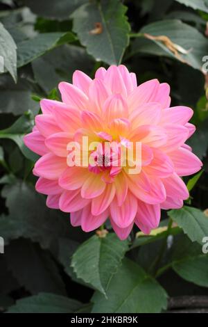 Dahlia „Ken’s Rarität“, hübsche zweifarbige Seerosen-Art-Dahlie. VEREINIGTES KÖNIGREICH Stockfoto