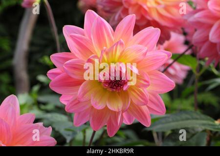 Dahlia „Ken’s Rarität“, hübsche zweifarbige Seerosen-Art-Dahlie. VEREINIGTES KÖNIGREICH Stockfoto