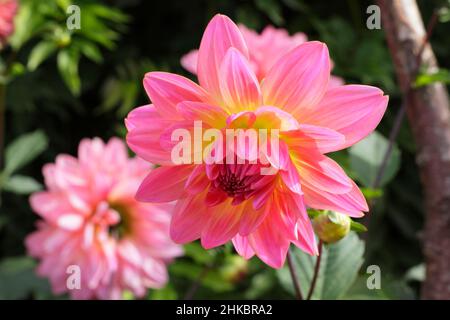 Dahlia „Ken’s Rarität“, hübsche zweifarbige Seerosen-Art-Dahlie. VEREINIGTES KÖNIGREICH Stockfoto