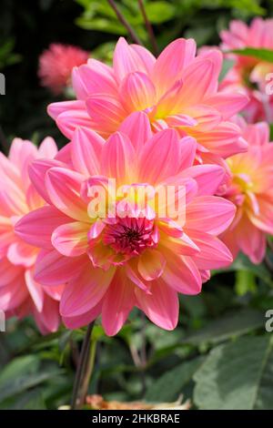 Dahlia „Ken’s Rarität“, hübsche zweifarbige Seerosen-Art-Dahlie. VEREINIGTES KÖNIGREICH Stockfoto