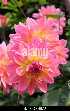 Dahlia „Ken’s Rarität“, hübsche zweifarbige Seerosen-Art-Dahlie. VEREINIGTES KÖNIGREICH Stockfoto