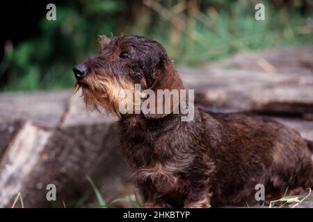 Miniatur-Stachelhund-Porträt mit Drahthaar auf dem Balken. Stockfoto