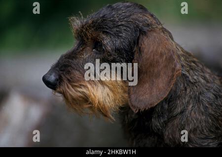 Miniatur-Stachelhund-Porträt mit Drahthaar auf dem Balken. Stockfoto