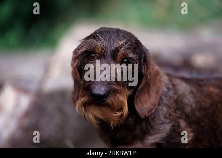 Miniatur-Stachelhund-Porträt mit Drahthaar auf dem Balken. Stockfoto