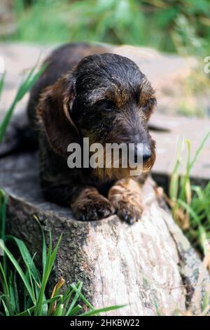 Miniatur-Stachelhund-Porträt mit Drahthaar auf dem Balken. Stockfoto