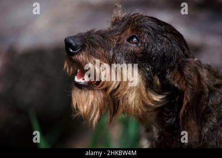 Miniatur-Stachelhund-Porträt mit Drahthaar auf dem Balken. Stockfoto