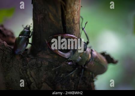 Ein paarmal paarende Hirschkäfer Stockfoto