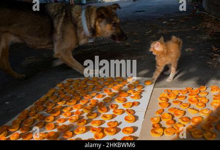 Ein rotes flauschiges Kätzchen und ein Hund spielen in der Nähe der trocknenden Aprikosen Stockfoto