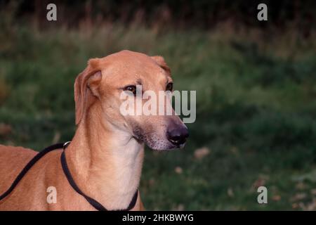 Whippet im Garten. Stockfoto