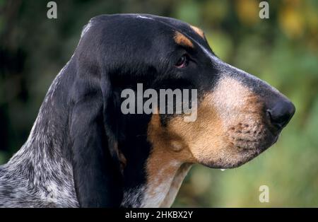 Grand bleu de Gascogne Profil nach rechts. Stockfoto