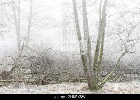 Bäume im Nebelwald, Schweden Stockfoto